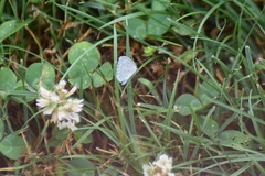 Celastrina