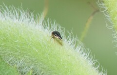 Smiliinae