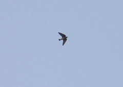 Petrochelidon fulva
