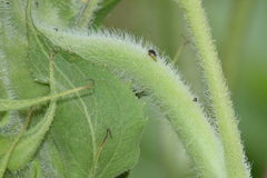 Smiliinae