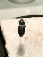 Poecilus lucublandus