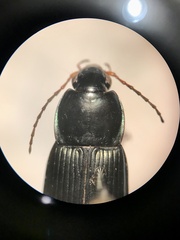 Poecilus lucublandus