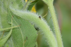 Smiliinae