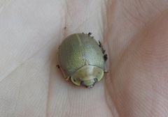 Paropsisterna crocata