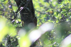 Lepidocolaptes leucogaster