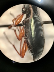Poecilus lucublandus