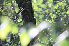 Lepidocolaptes leucogaster