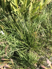 Carex utriculata