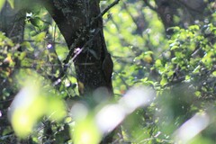 Lepidocolaptes leucogaster