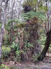 Cibotium glaucum