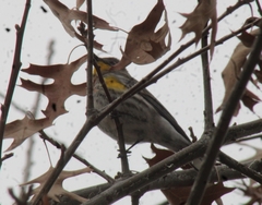 Setophaga coronata