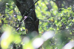 Lepidocolaptes leucogaster