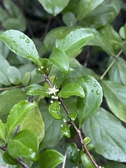 Gymnosporia nemorosa