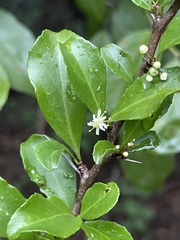 Gymnosporia nemorosa