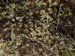 Xanthoparmelia semiviridis