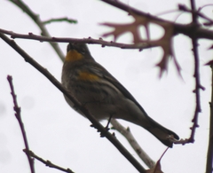 Setophaga coronata