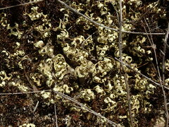 Xanthoparmelia semiviridis