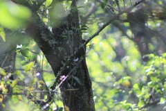 Lepidocolaptes leucogaster