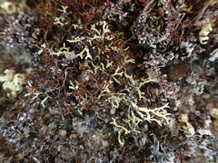 Xanthoparmelia reptans