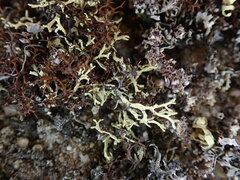 Xanthoparmelia reptans