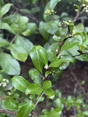 Gymnosporia nemorosa