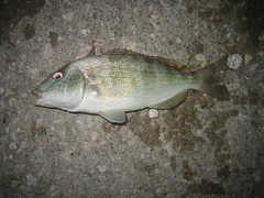 Orthopristis chrysoptera