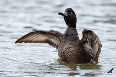 New Zealand Scaup photo 4