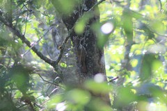 Lepidocolaptes leucogaster