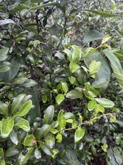 Gymnosporia nemorosa