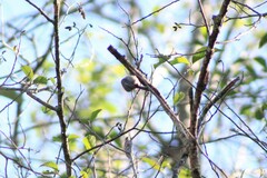 Poecile sclateri