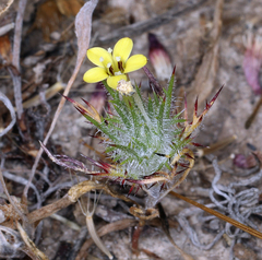 Navarretia nigelliformis radians