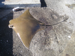 Rhinoptera