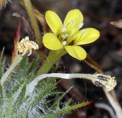 Navarretia nigelliformis radians