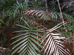 Chambeyronia divaricata