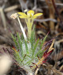 Navarretia nigelliformis radians