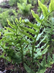 Polypodium glycyrrhiza
