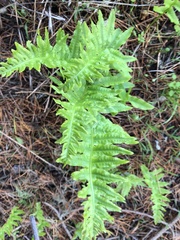 Polypodium glycyrrhiza