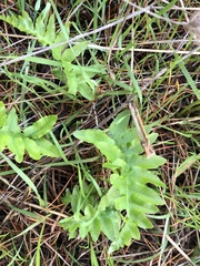 Polypodium glycyrrhiza