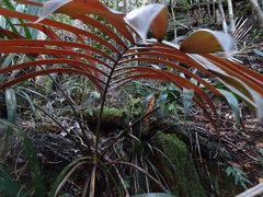 Chambeyronia divaricata