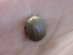 Paropsisterna crocata