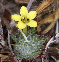 Navarretia nigelliformis radians