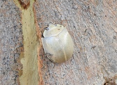 Paropsisterna crocata