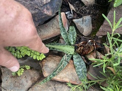 Ledebouria asperifolia