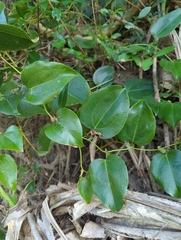 Smilax ocreata