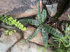 Ledebouria asperifolia