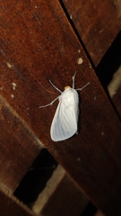 Palpita flegia