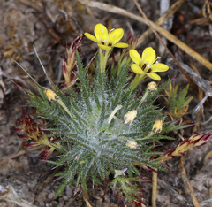Navarretia nigelliformis radians
