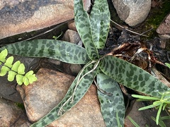 Ledebouria asperifolia