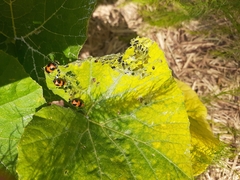 Aulacophora hilaris