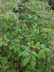 Rhododendron prunifolium